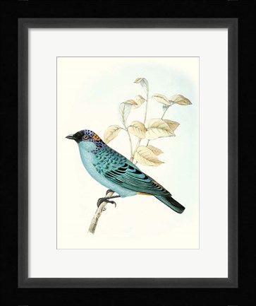 Framed On Perch XII Print