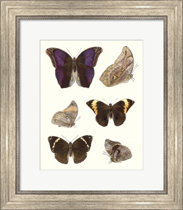 Framed Violet Butterflies II Print