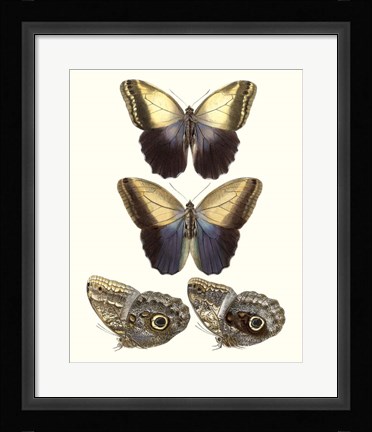 Framed Violet Butterflies III Print