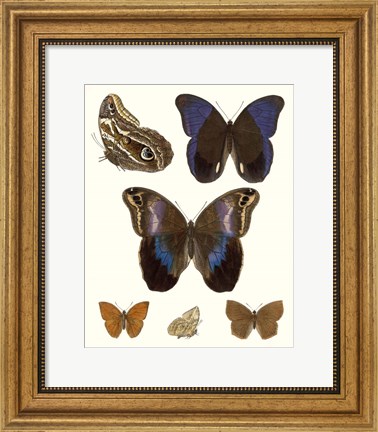 Framed Violet Butterflies IV Print