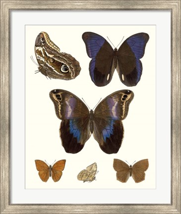 Framed Violet Butterflies IV Print
