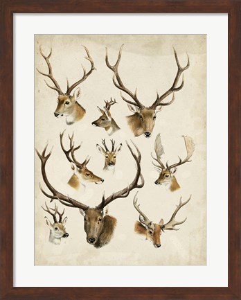 Framed Western Animal Species II Print