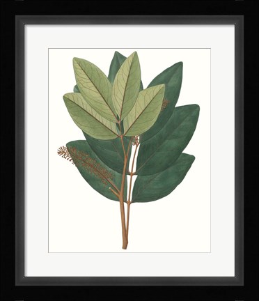 Framed Fall Foliage IV Print