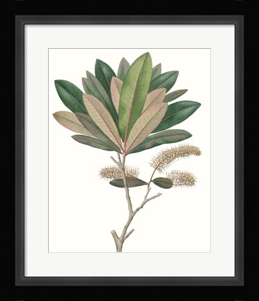 Framed Fall Foliage VI Print