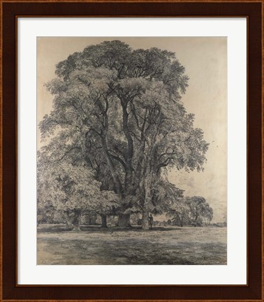 Framed Elm trees in Old Hall Park Print