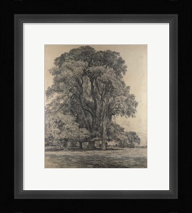 Framed Elm trees in Old Hall Park Print