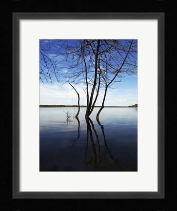 Framed Tree Petrie Island Print