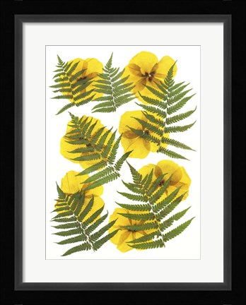 Framed Dried Flowers 11 Print