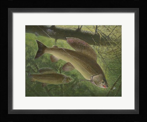 Framed Grayling Fish Print