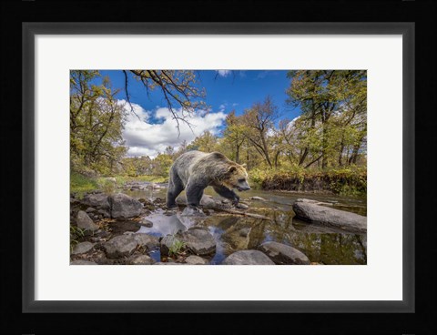 Framed Grizzly Bear Creek Print