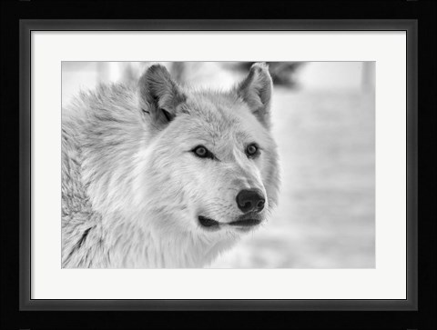 Framed Wolf B&amp;W 5014 Print