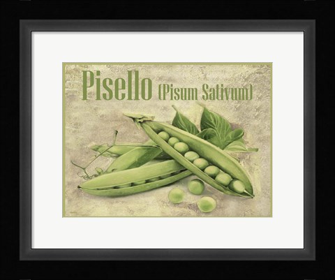 Framed Pisello Pisum Sativum Print