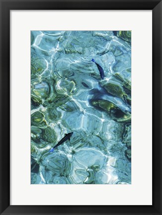 Framed Maldives Fishes in the Clear Water 2 Print