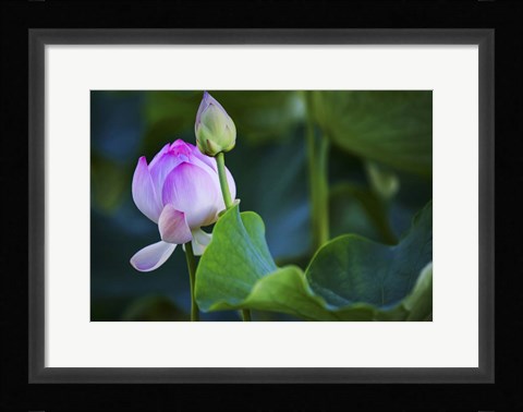 Framed Graceful Lotus Print