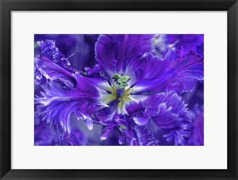 Framed Purple Mysterious Parrot Tulip Print
