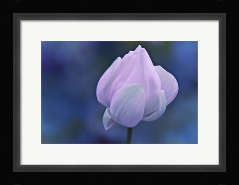 Framed Tender Morning with Lotus Print