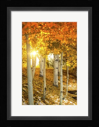 Framed Aspen Glow Print