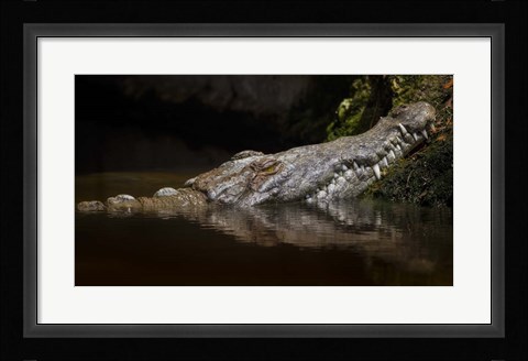 Framed Crocodile Smile Print