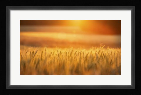 Framed Golden Wheat Print