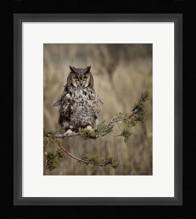 Framed Hanging Out Print