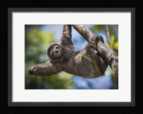 Framed Just Hanging Around Print