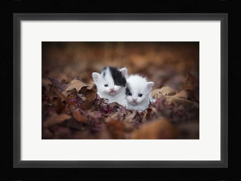 Framed Kitten Twins Print