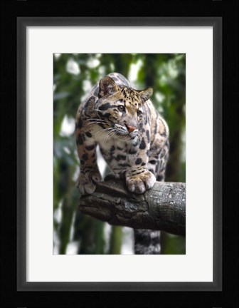 Framed Leopard Stare Print