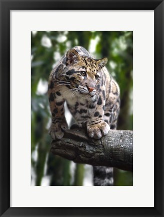 Framed Leopard Stare Print