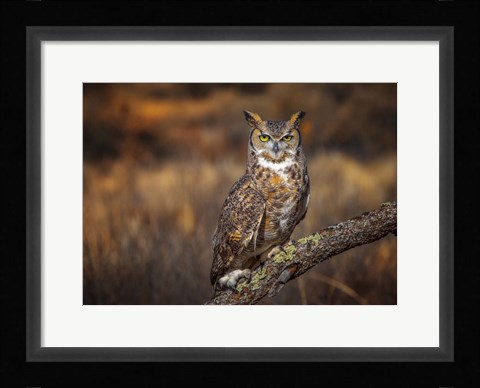 Framed Look Who's There Print