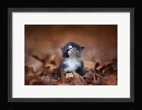 Framed Looking For An Answer Print