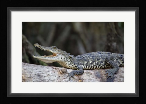 Framed Ready To Snap Print