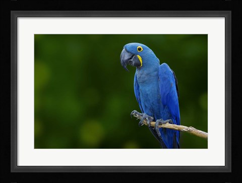 Framed Standing Alone Print