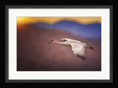 Framed Sunset Flight Print