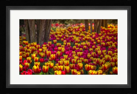 Framed Tulip Sea Print