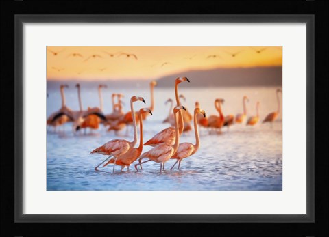 Framed Wading Flamingos Print