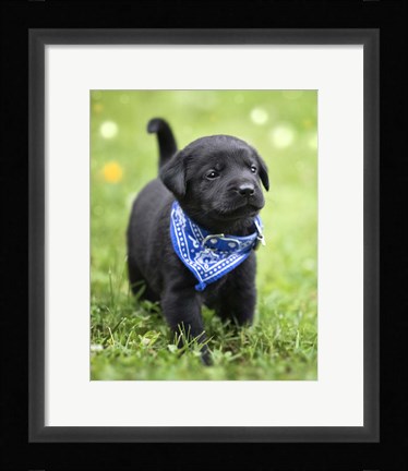 Framed Black Lab Pup 1 Print