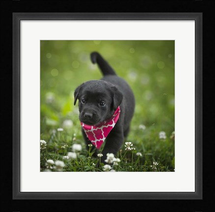 Framed Black Lab Pup 3 Print