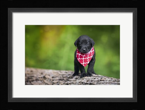 Framed Black Lab Pup 4 Print