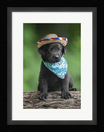 Framed Black Lab Pup 6 Print