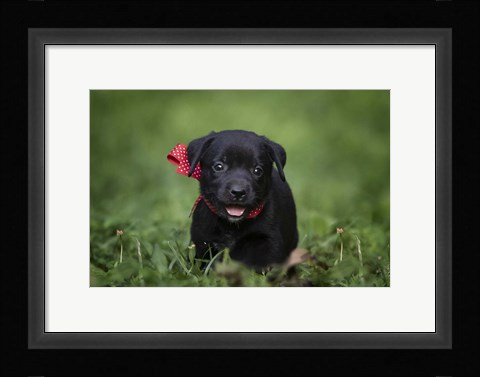Framed Black Lab Pup 10 Print