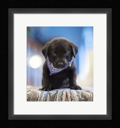 Framed Black Lab Pup 12 Print