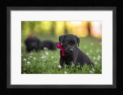 Framed Black Lab Pup 13 Print
