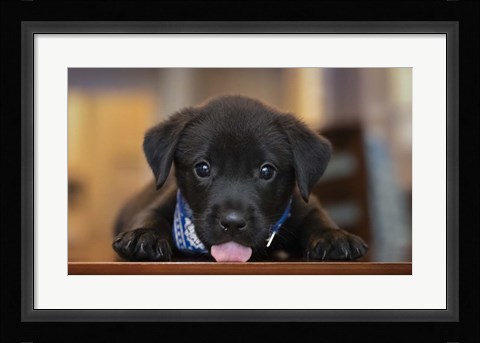 Framed Black Lab Pup 14 Print