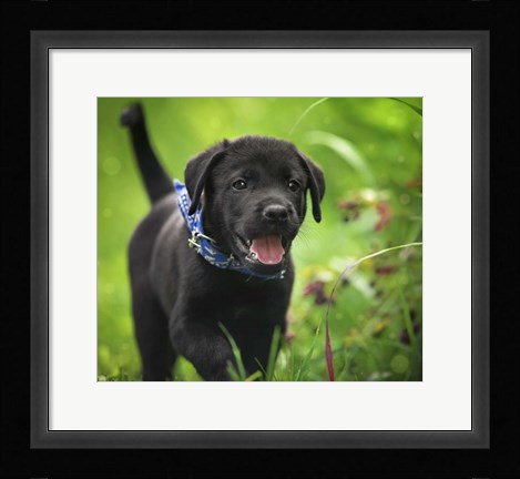 Framed Black Lab Pup 15 Print