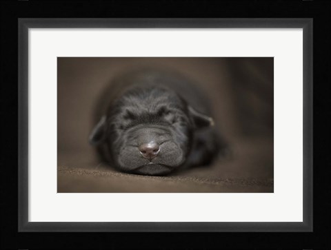 Framed Black Lab Pup Newborn Print