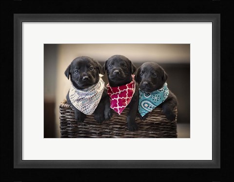 Framed Black Lab Pups 2 Print