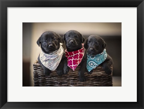 Framed Black Lab Pups 2 Print