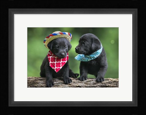Framed Black Lab Pups 5 Print