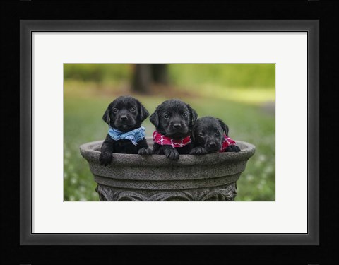 Framed Black Lab Pups 7 Print