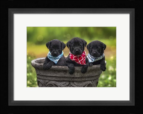 Framed Black Lab Pups 8 Print